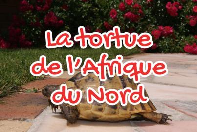 La tortue de l’Afrique du Nord
