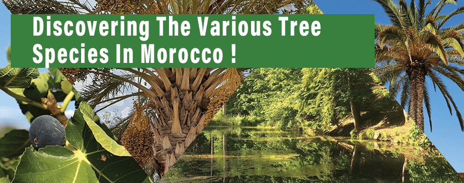 discovering the various tree species in morocco