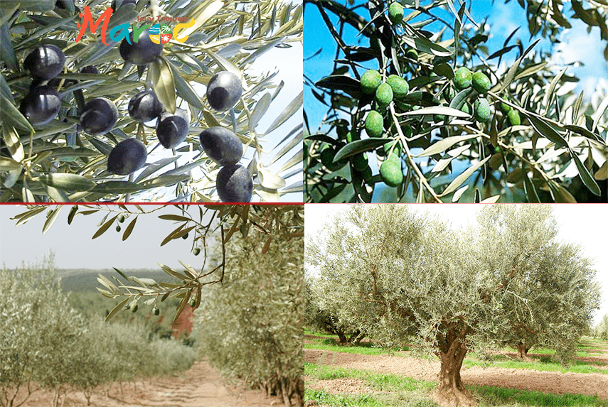 culture olivier maroc flore marocain afrique