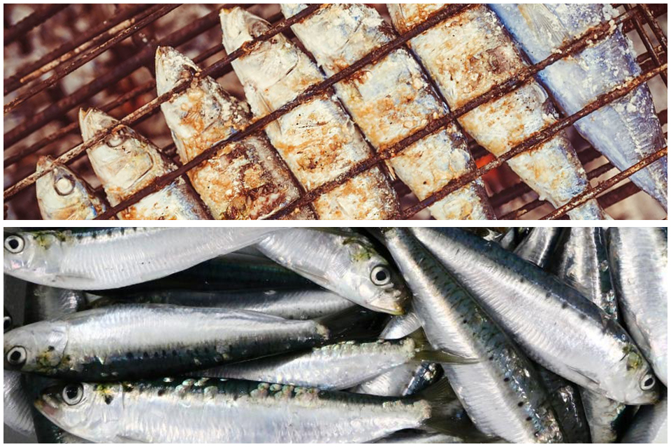 sardine poisson marocain infos tourisme maroc