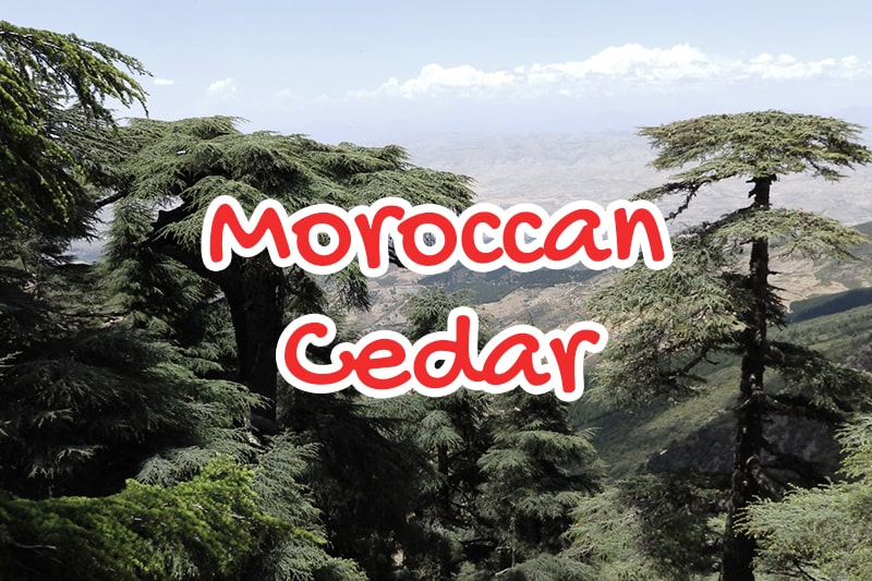 Moroccan Cedar
